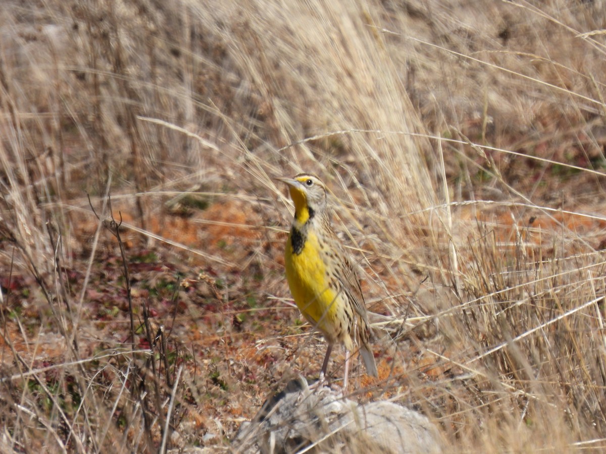 Eastern Meadowlark - ML540236981