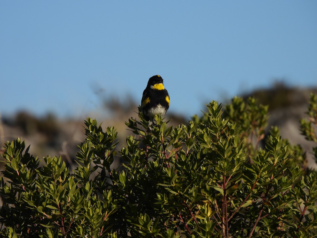 Yellow-rumped Warbler (Goldman's) - ML540237101