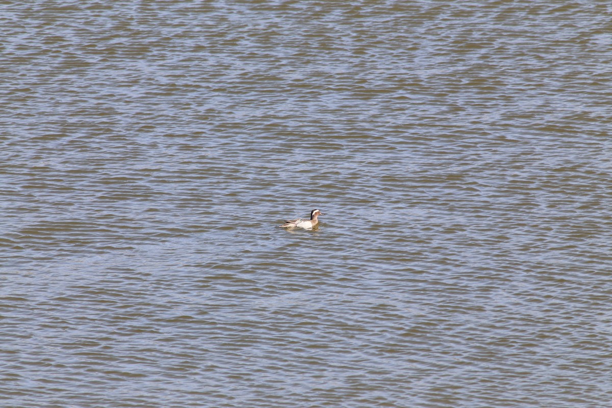 Garganey - ML54023771