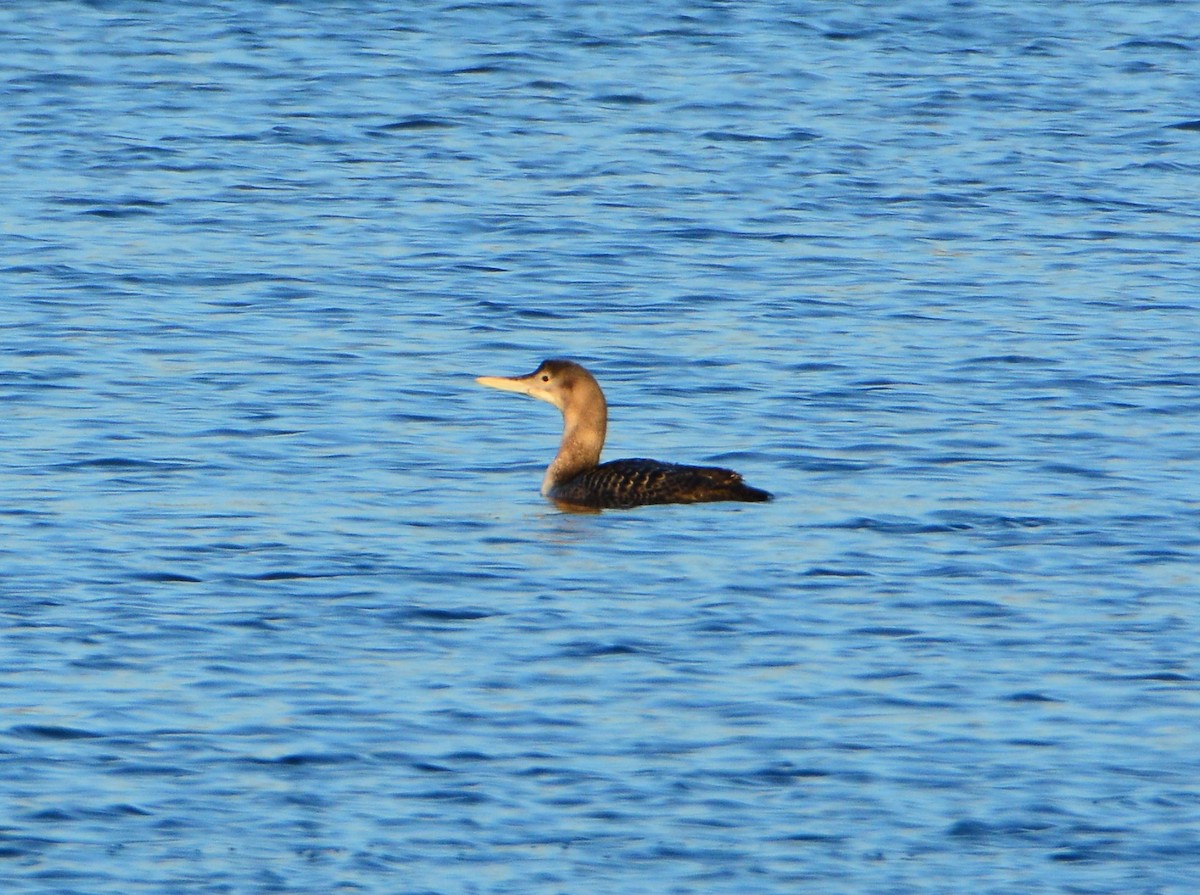 Yellow-billed Loon - ML540238891