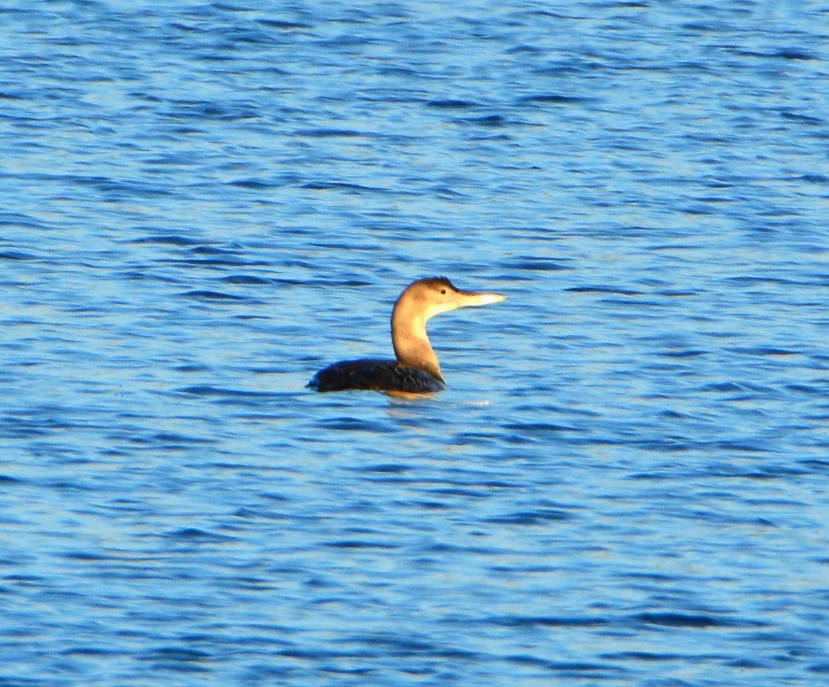 Yellow-billed Loon - ML540238911