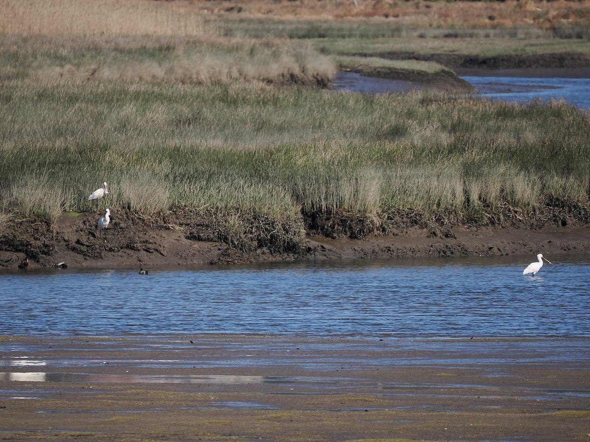 Eurasian Spoonbill - Joost Limburg