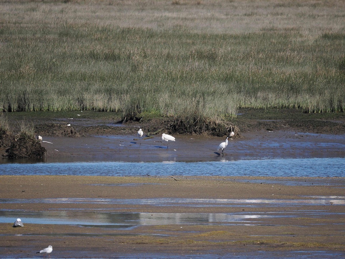 Eurasian Spoonbill - ML540241671