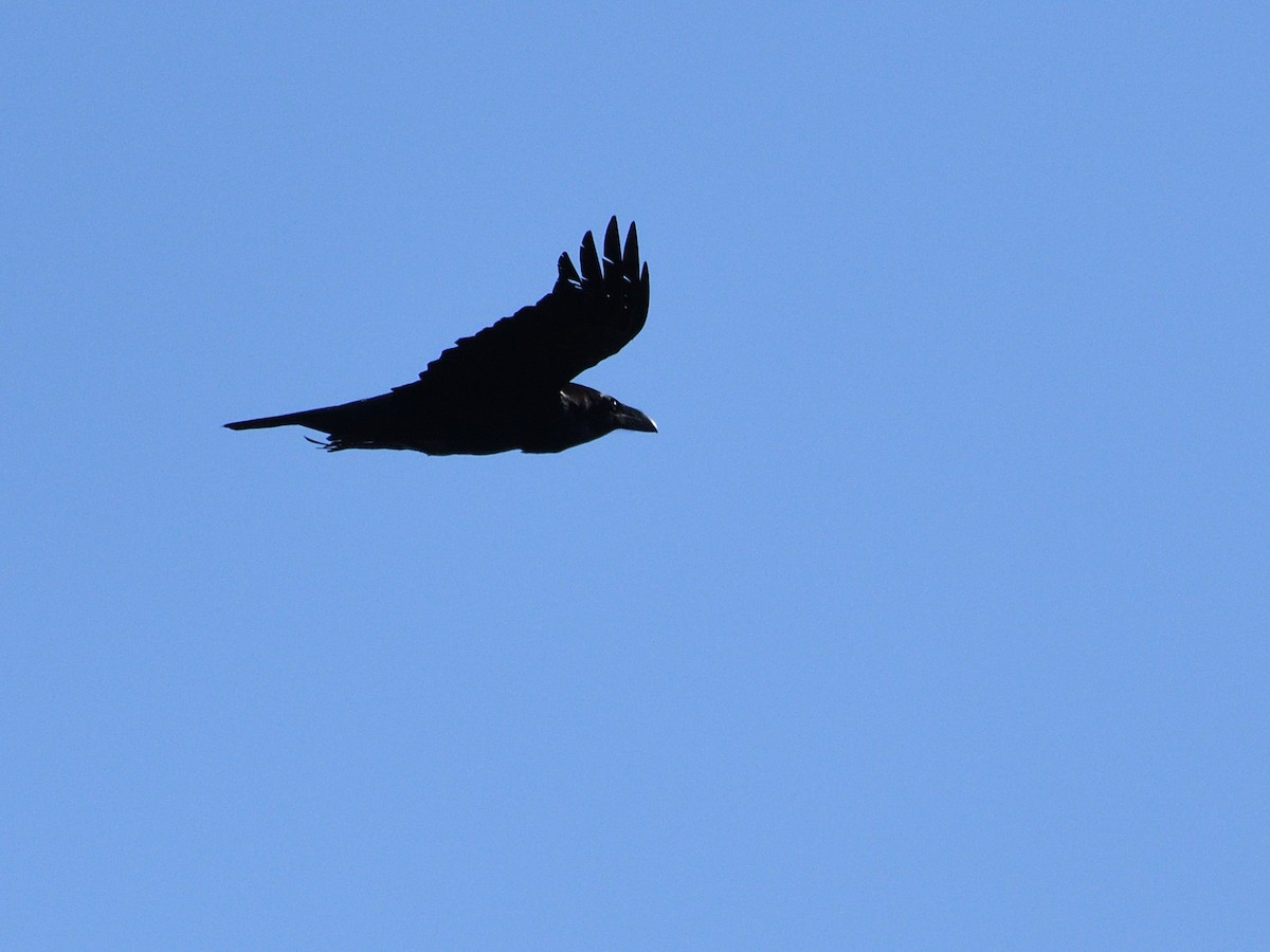 Common Raven - ML540242071