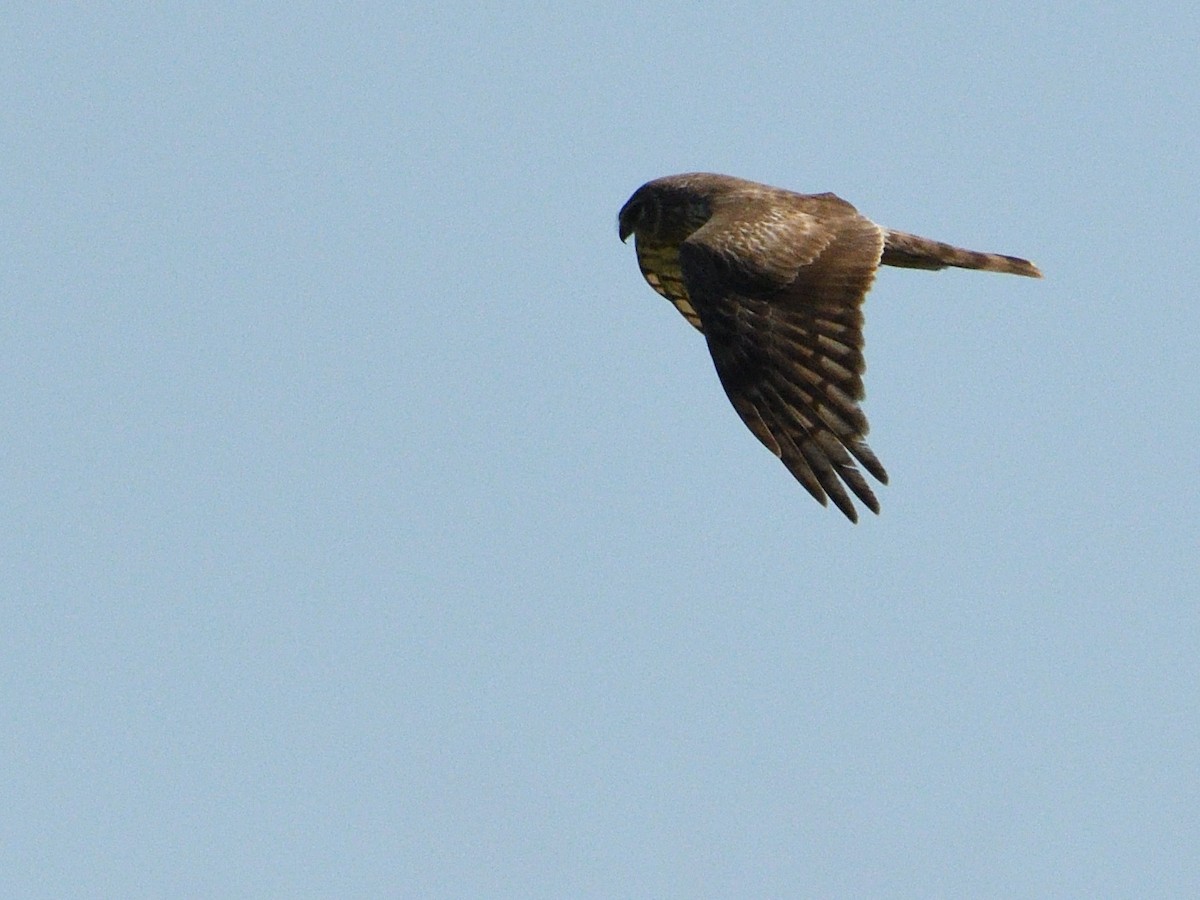 Aguilucho Pálido - ML540242411