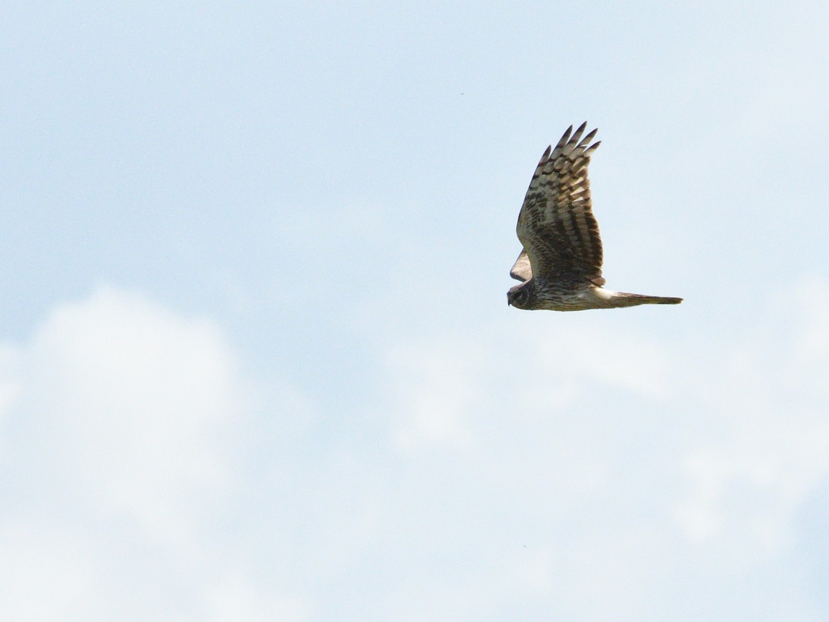 Hen Harrier - Manuel Espenica