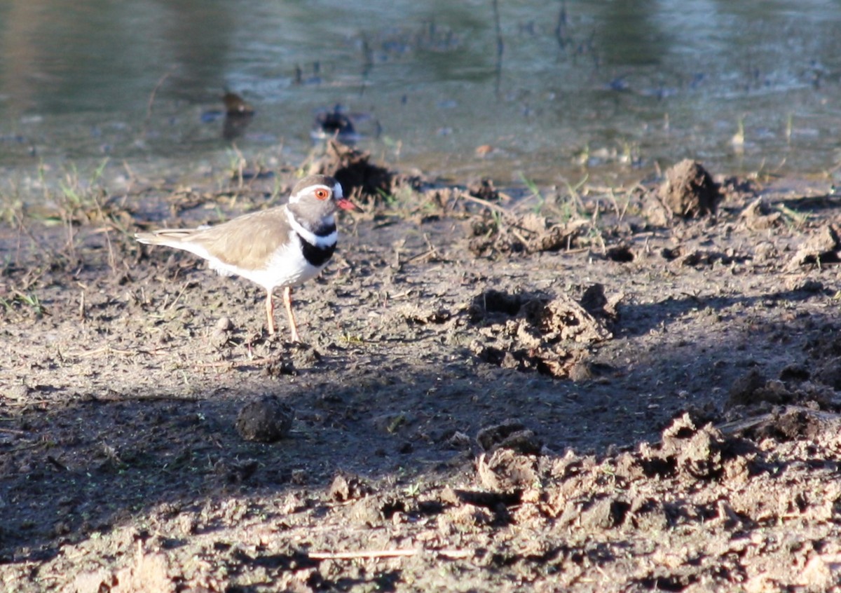 Three-banded Plover - ML540243731