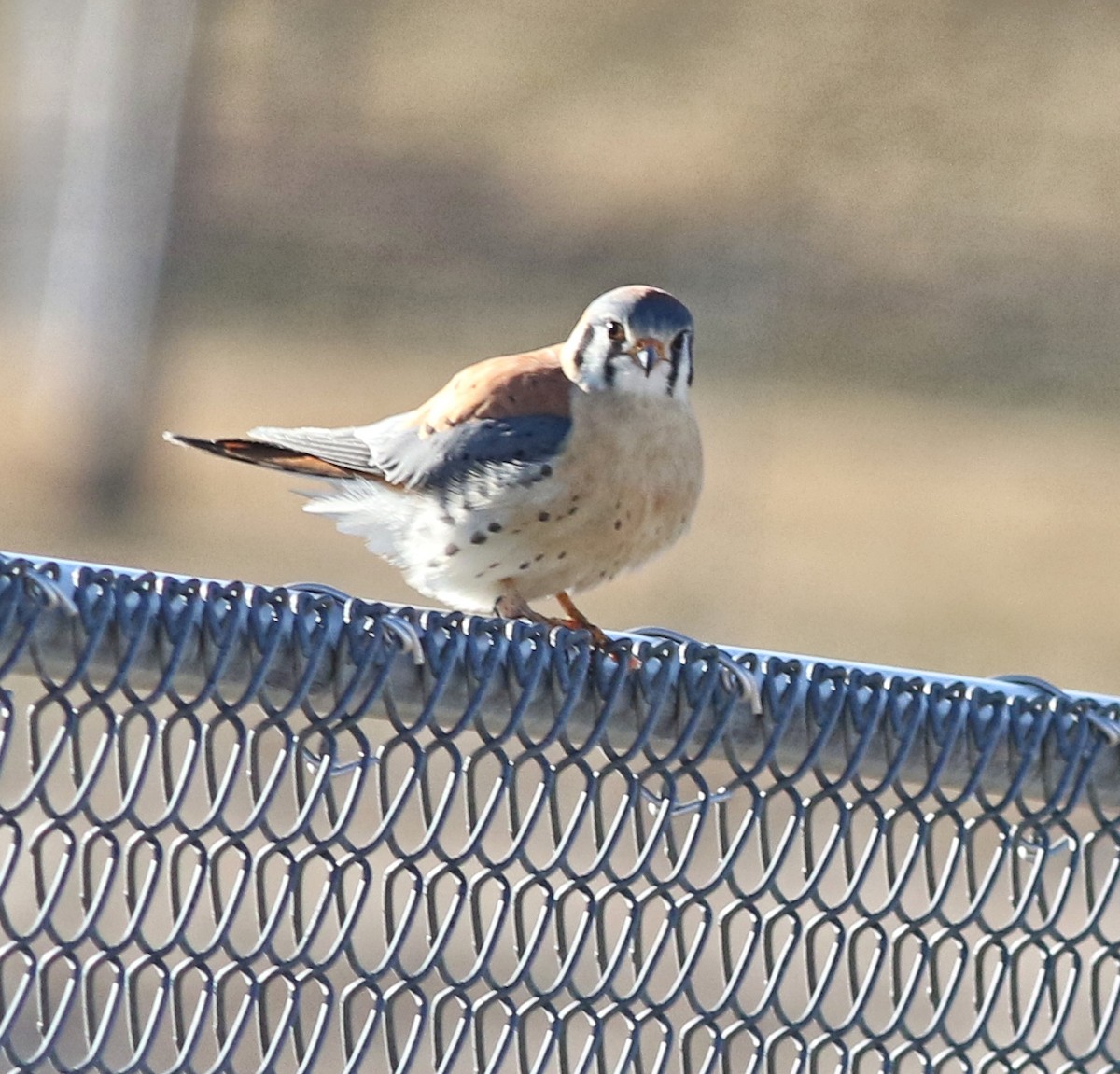 American Kestrel - ML540244221