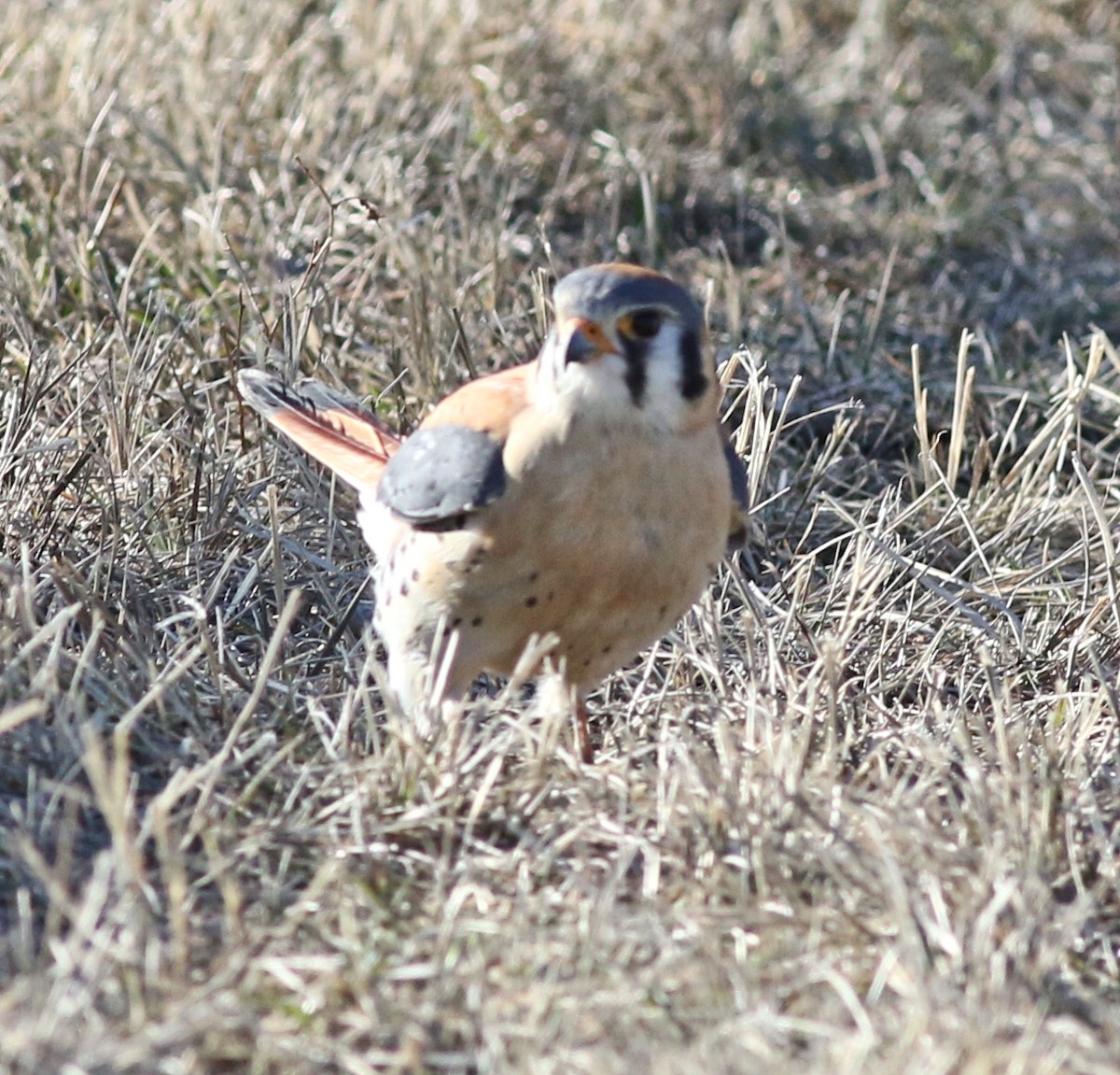 American Kestrel - ML540244241