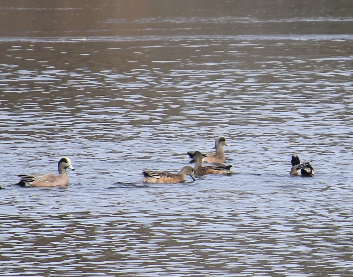 American Wigeon - ML540245181