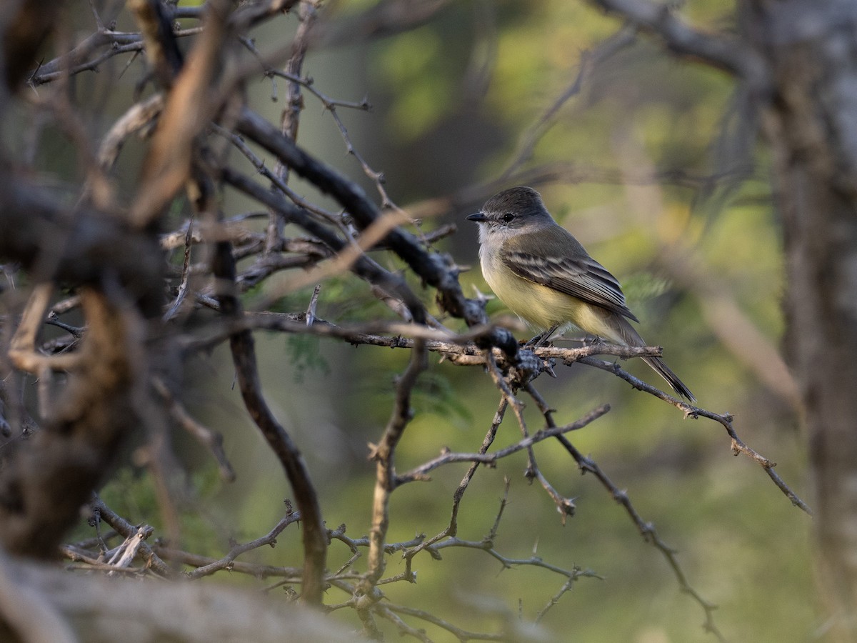 Northern Scrub-Flycatcher - ML540246251