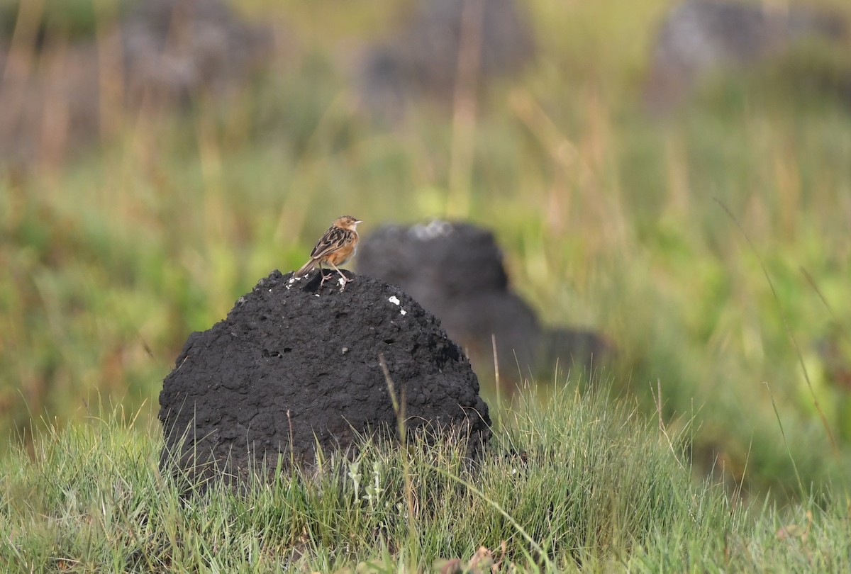 Cloud-scraping Cisticola - Gabriel Jamie