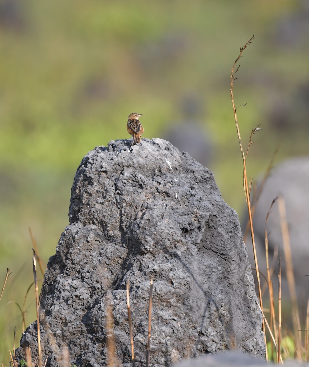 Cloud-scraping Cisticola - ML540247241