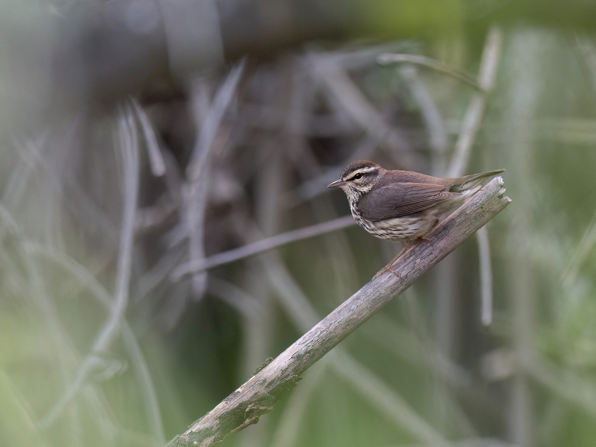 Northern Waterthrush - ML540247361