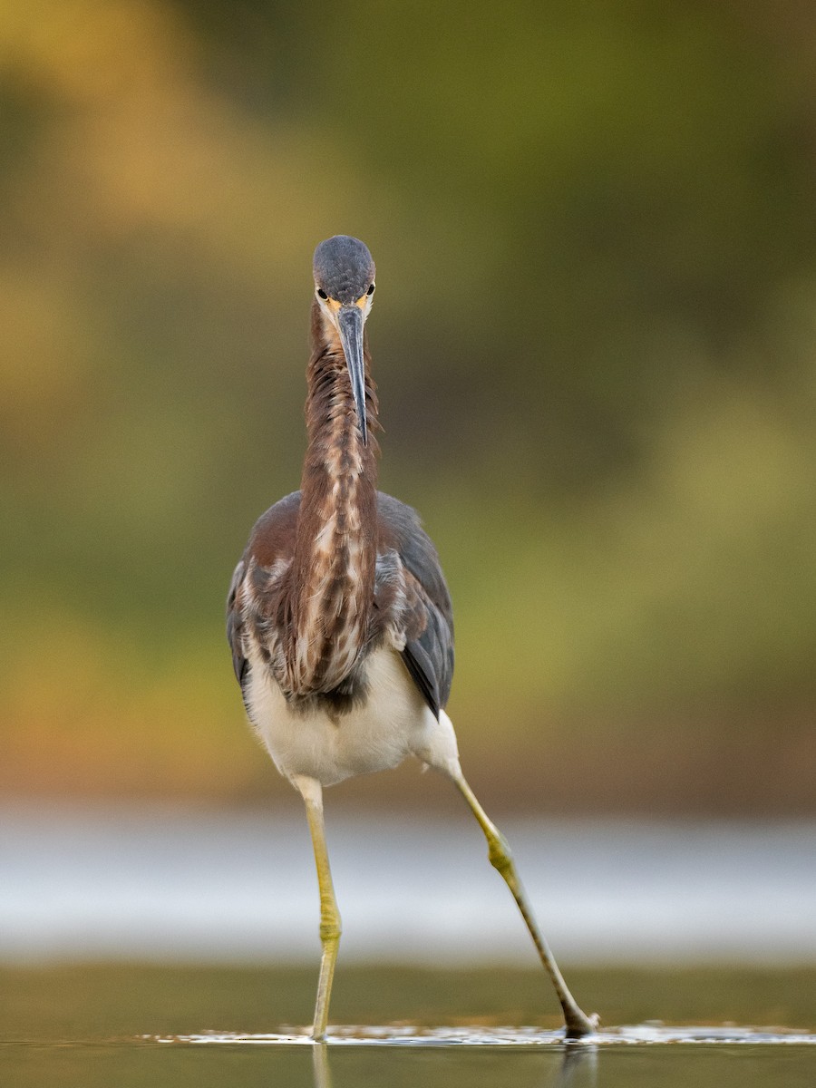 Tricolored Heron - ML540247791