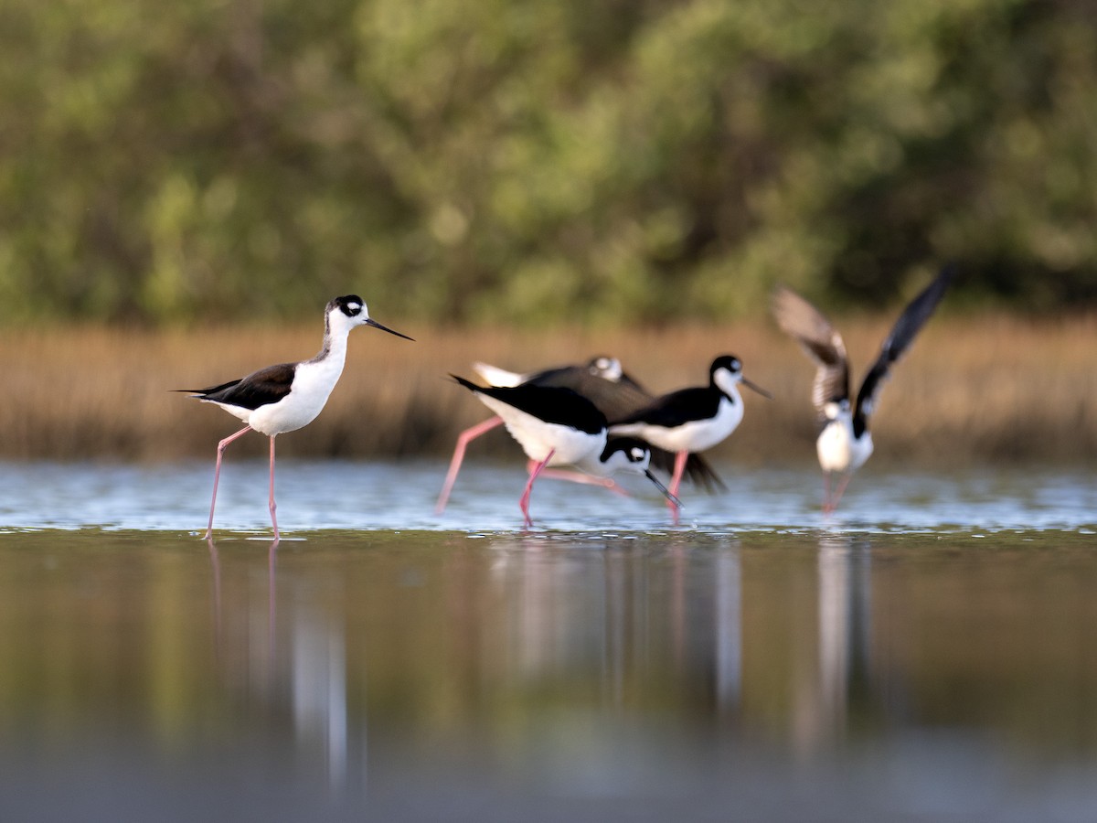 Black-necked Stilt - ML540248031