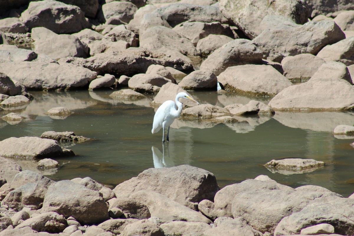 egretthegre - ML540249071