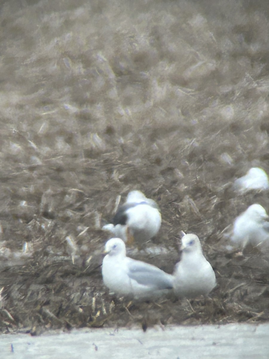 Lesser Black-backed Gull - ML540249211