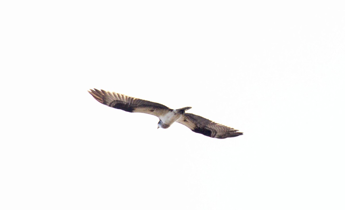 Osprey - ML54024931