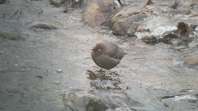 American Dipper - ML540250191