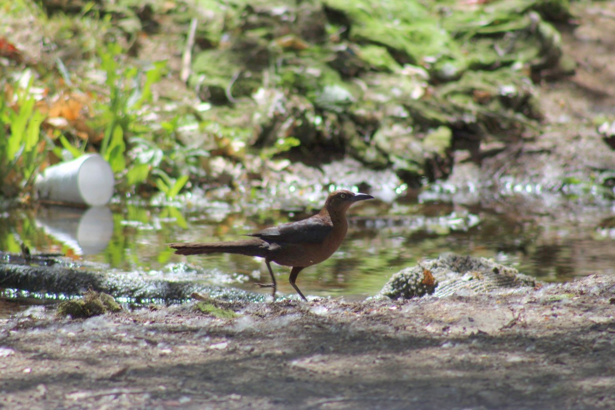 storhaletrupial - ML540251711