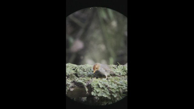 Hooded Antpitta - ML540252531