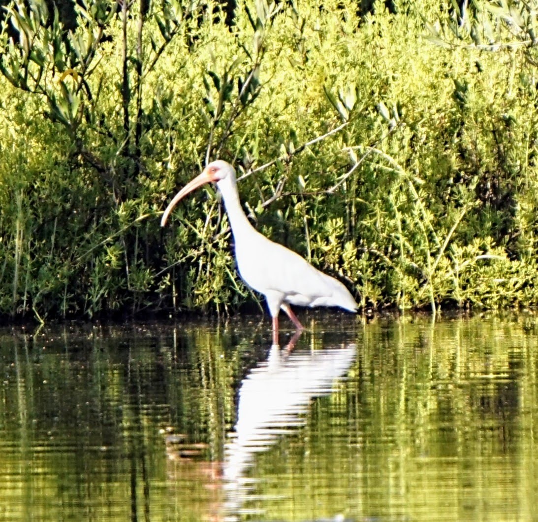 White Ibis - ML540254371