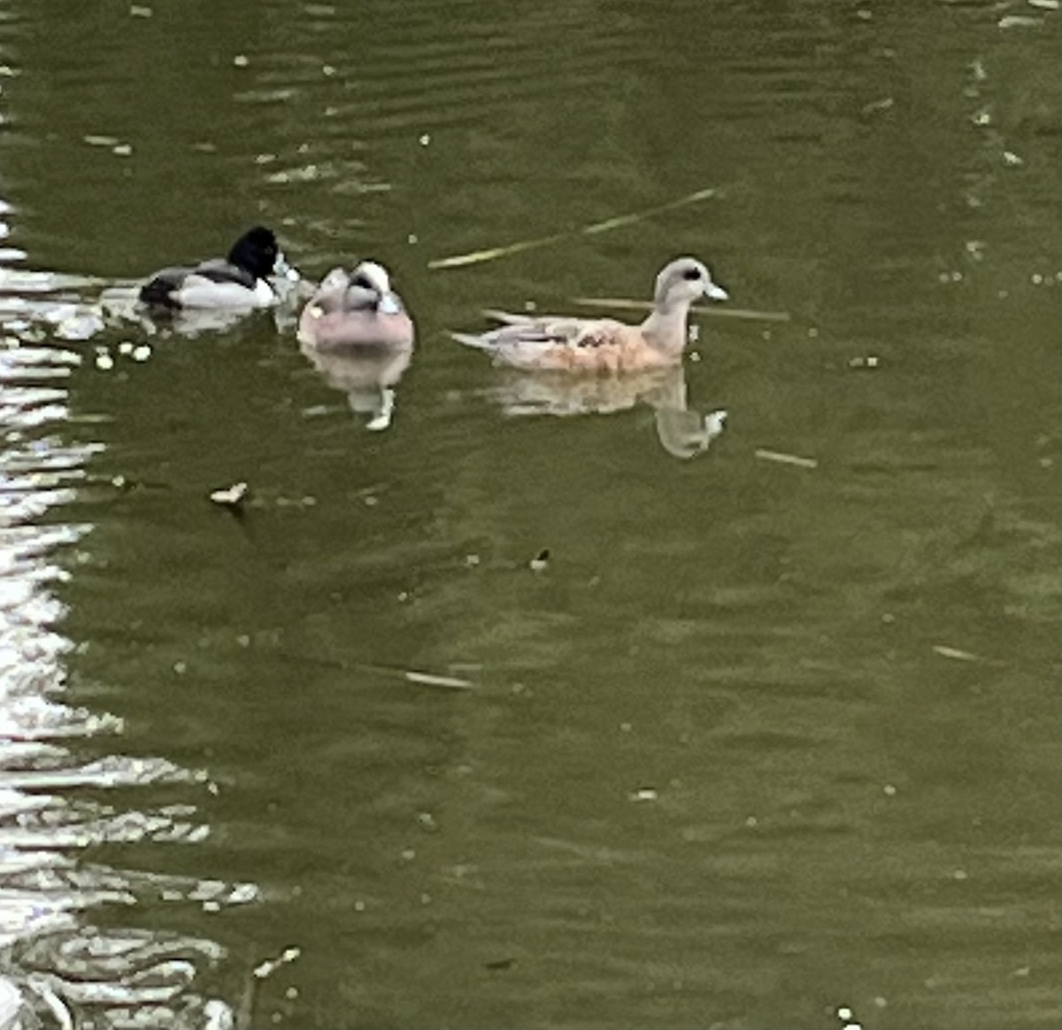 Ring-necked Duck - ML540254591