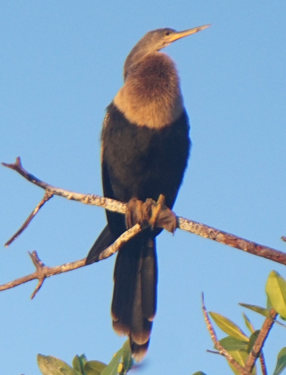 Anhinga - Christopher Steiner