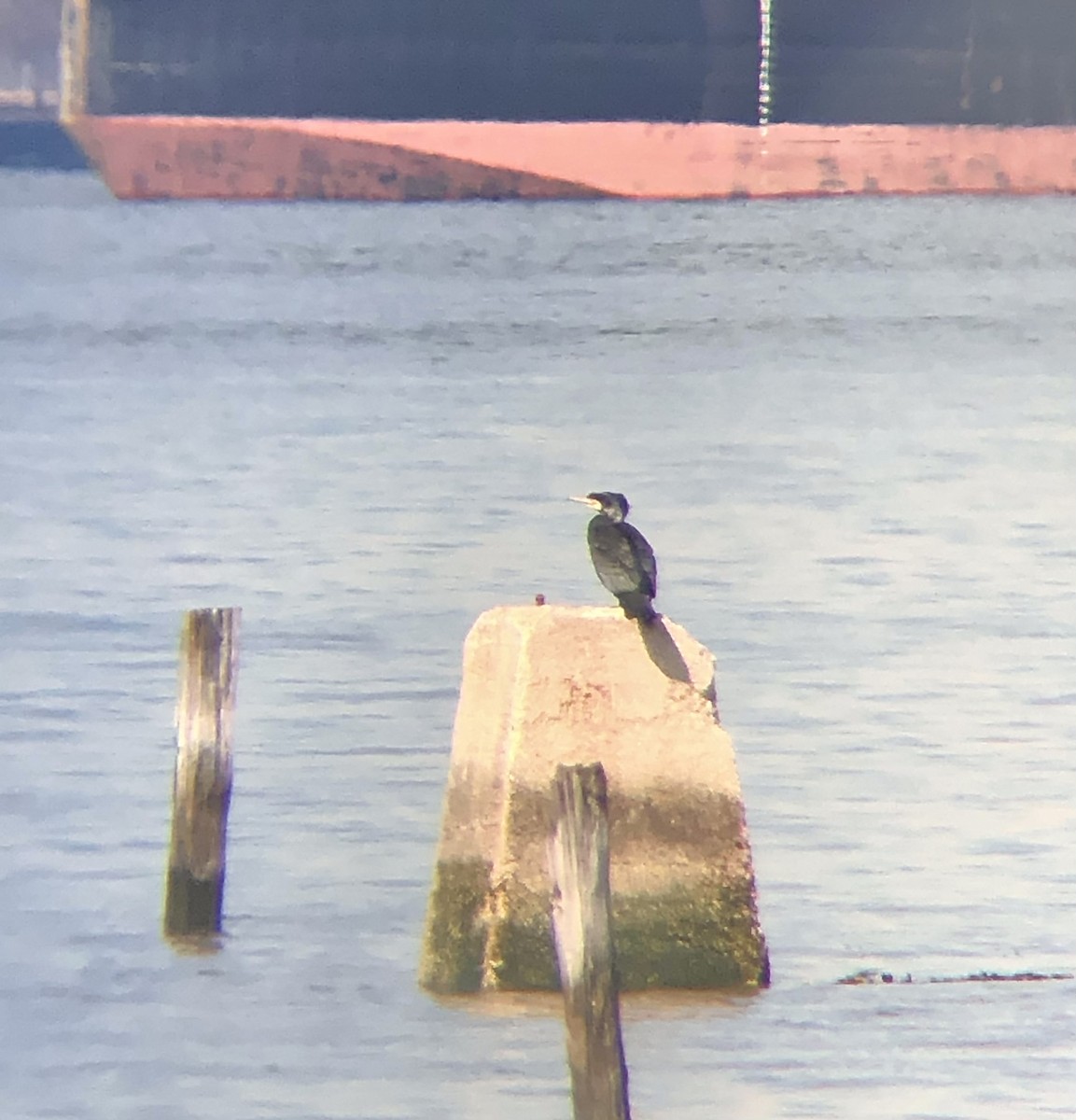 Great Cormorant (North Atlantic) - ML540257191