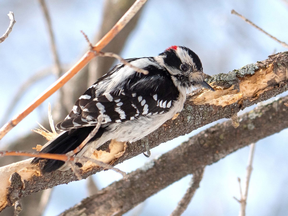 Downy Woodpecker - ML540259441
