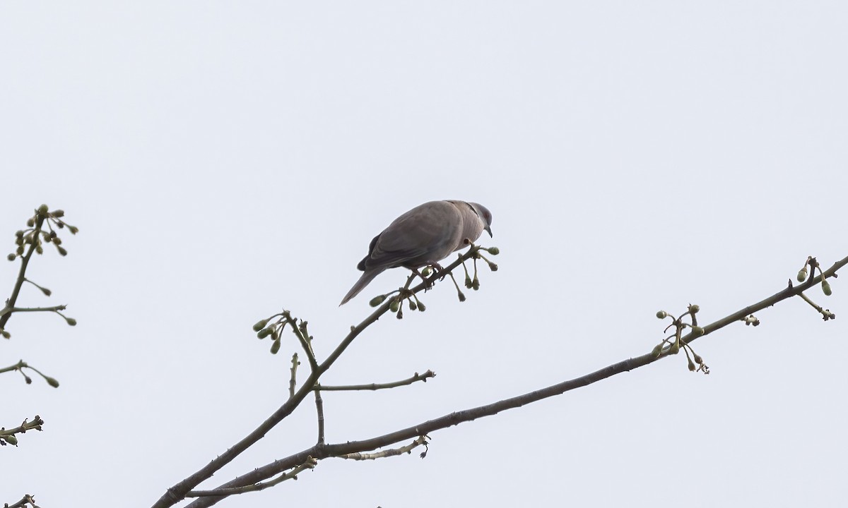 Mourning Collared-Dove - ML540259821