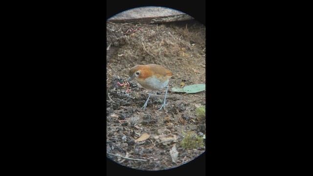 White-bellied Antpitta - ML540260821