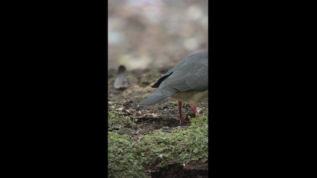 Tolima Dove - ML540261861