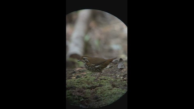 Schuppenbauch-Ameisendrossel - ML540262241