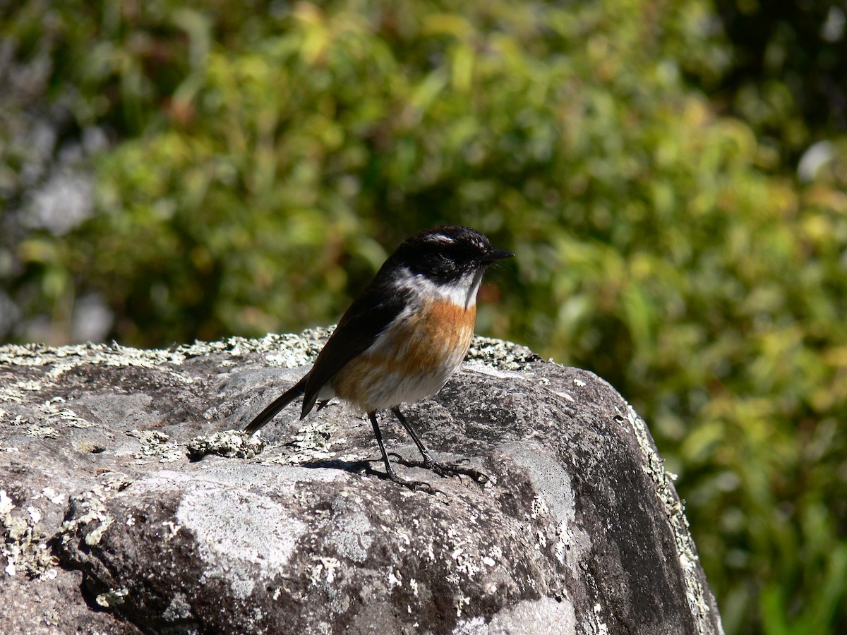 Reunion Stonechat - ML540262331