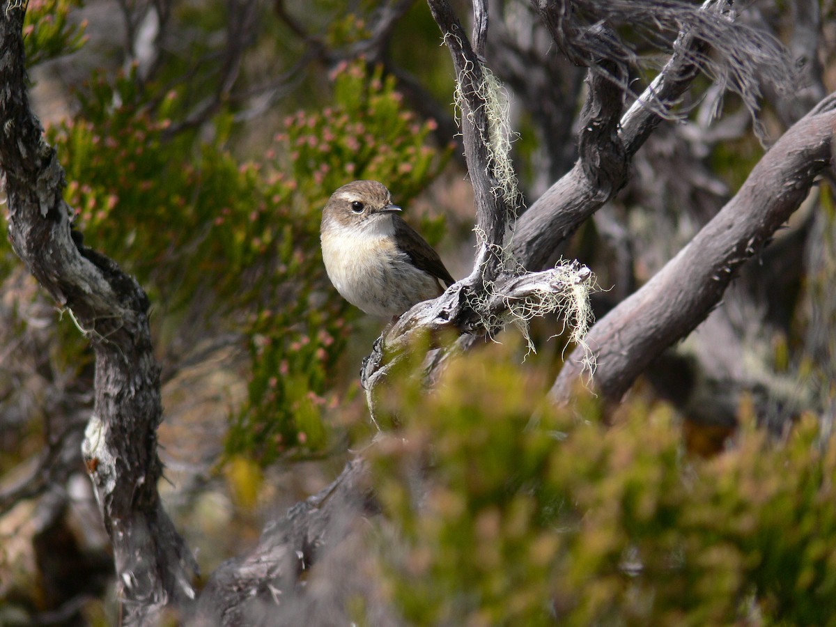 Reunion Stonechat - ML540262341