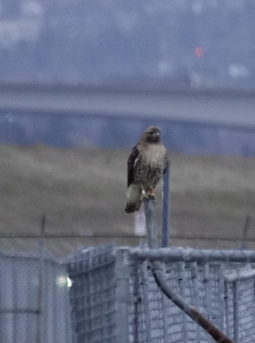 Red-tailed Hawk - ML540262391