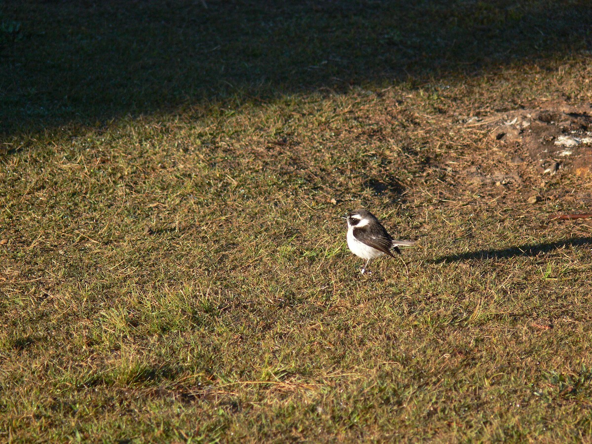 Reunion Stonechat - ML540262861