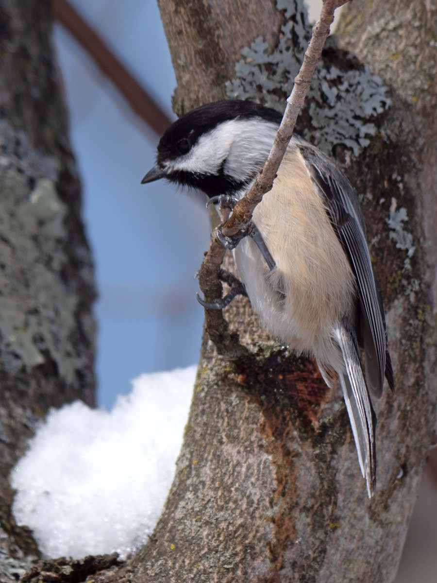 Black-capped Chickadee - ML540263021