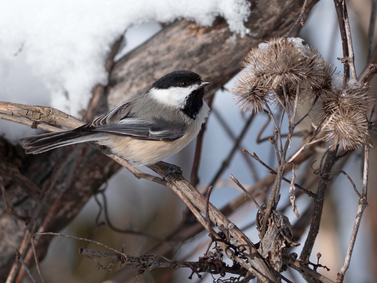 Black-capped Chickadee - ML540263031