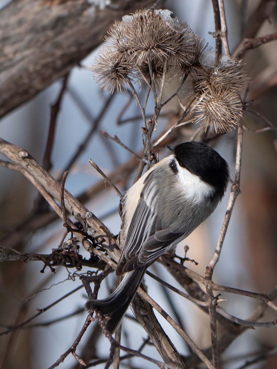 Black-capped Chickadee - ML540263041
