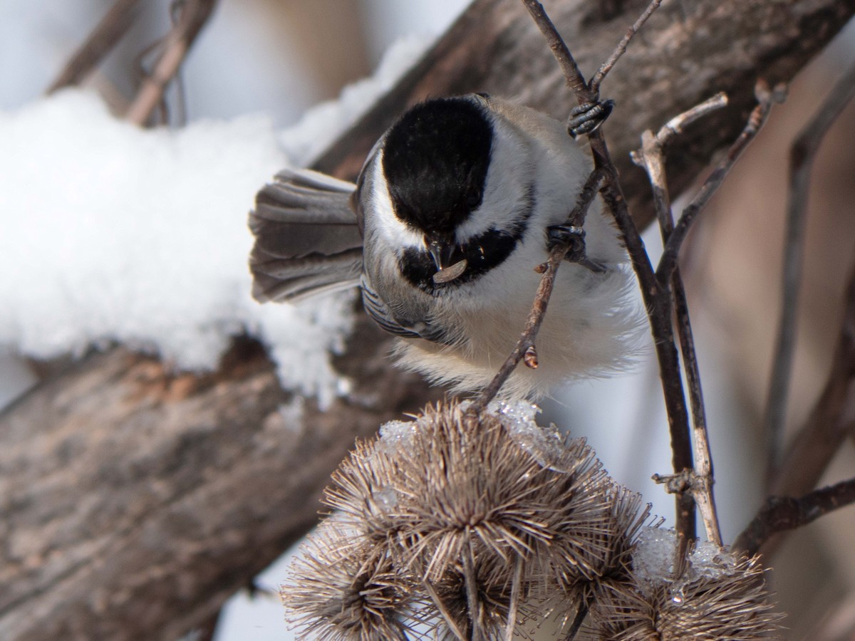 Black-capped Chickadee - ML540263051