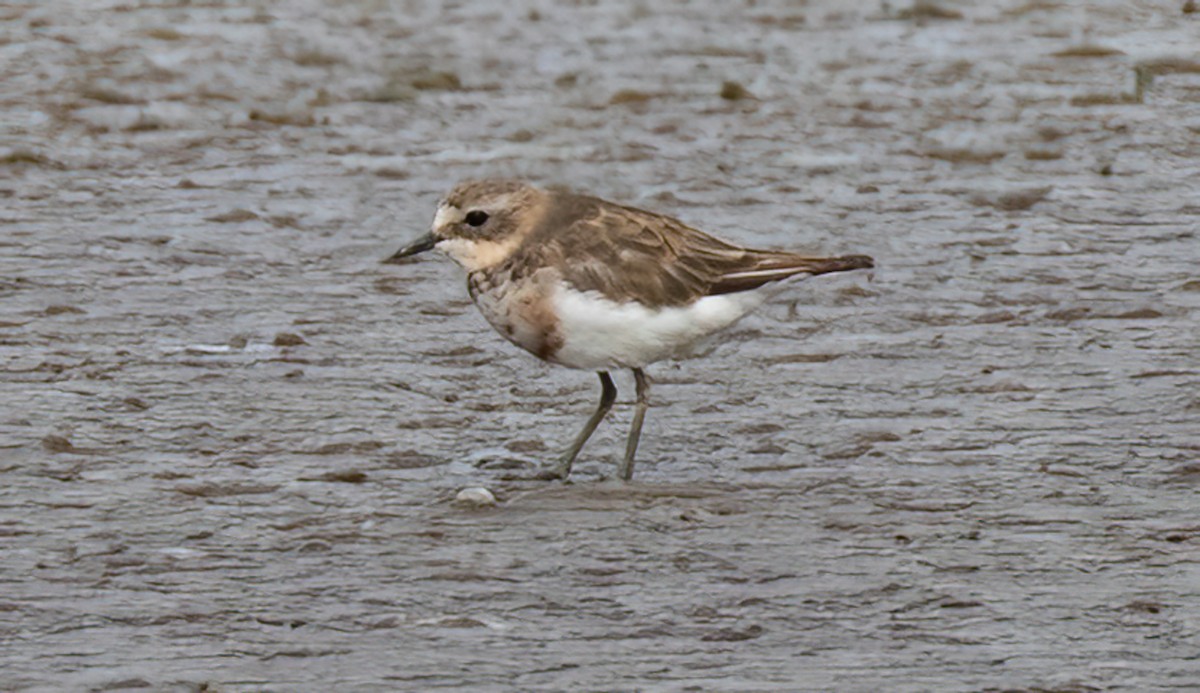 Double-banded Plover - ML540263431