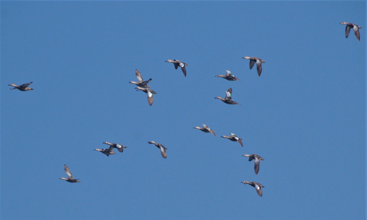 Blue-winged Teal - ML540263511