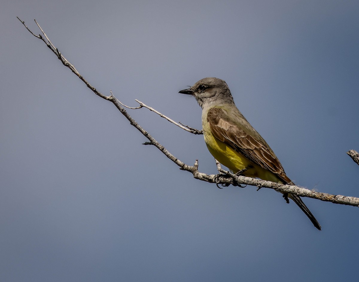 Western Kingbird - ML540265591