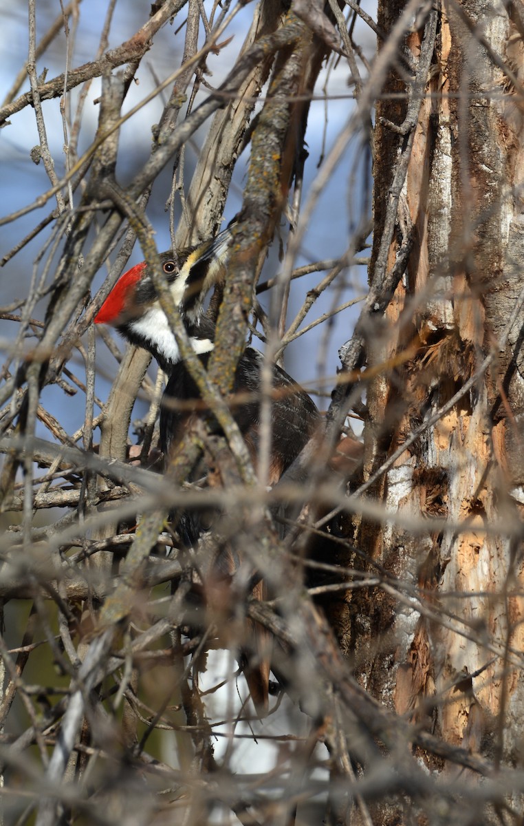 Pileated Woodpecker - ML540266461