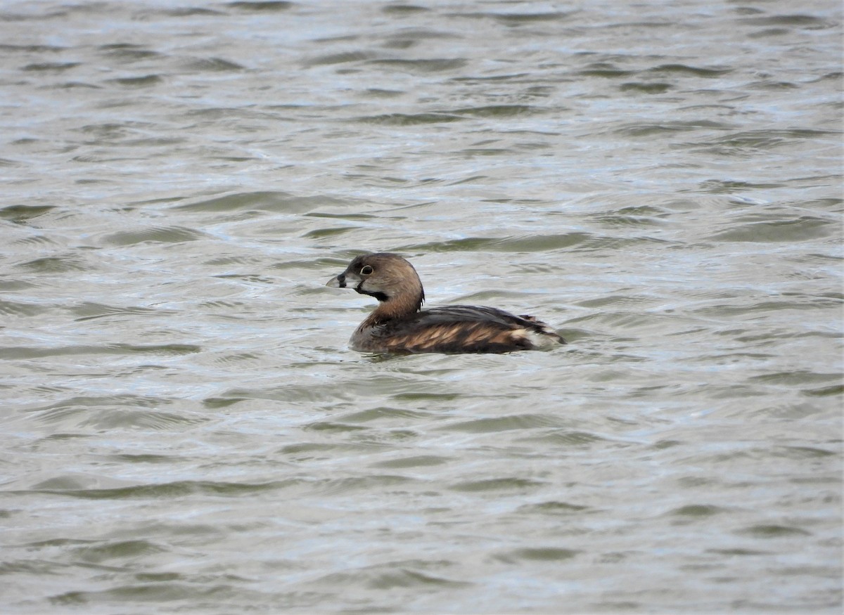 Pied-billed Grebe - ML540267581