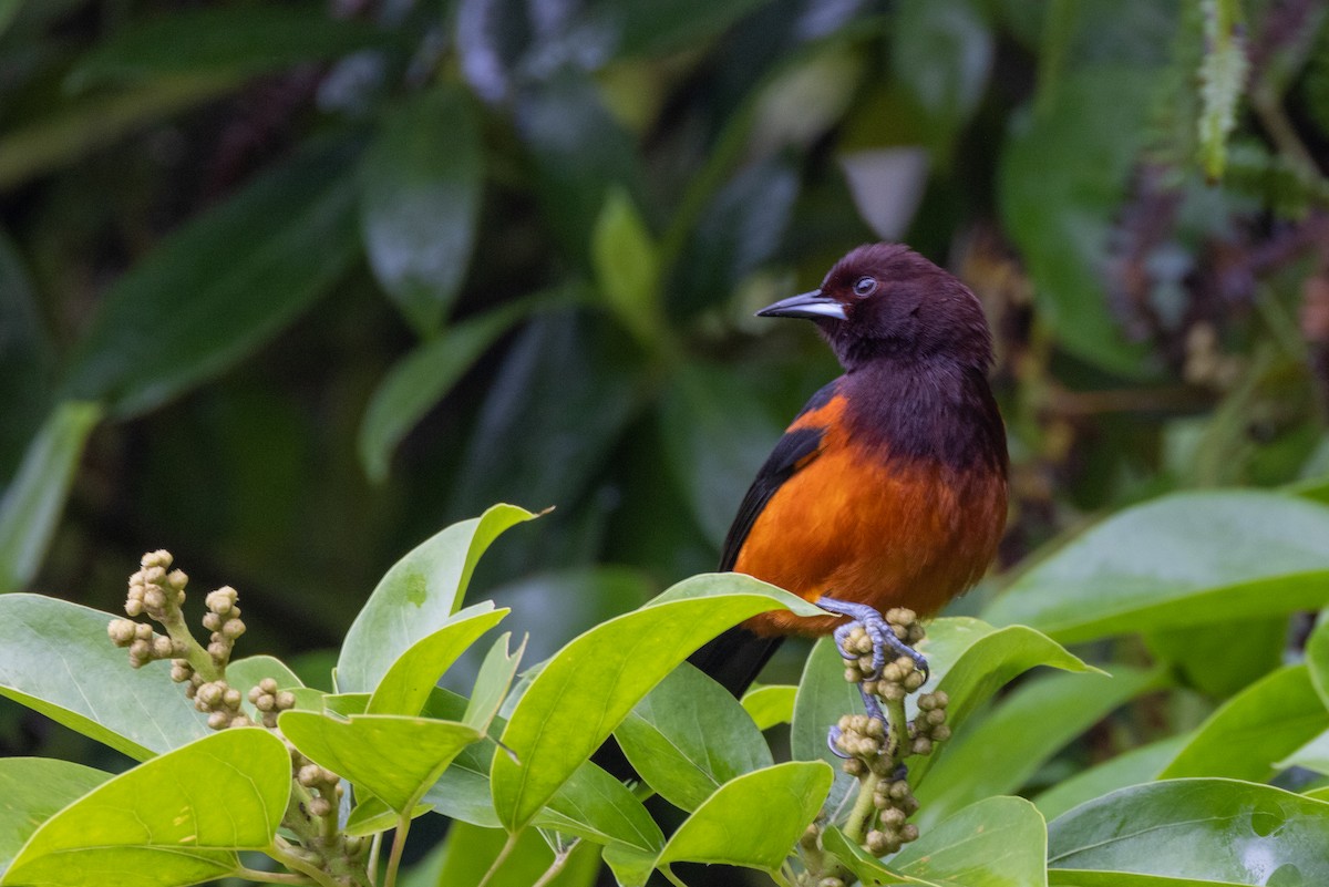 Martinique Oriole - Charlie Bostwick