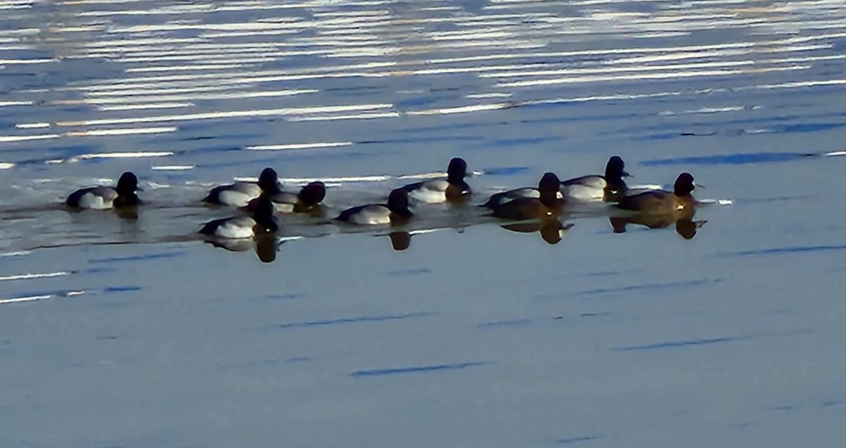 Lesser Scaup - ML540268001